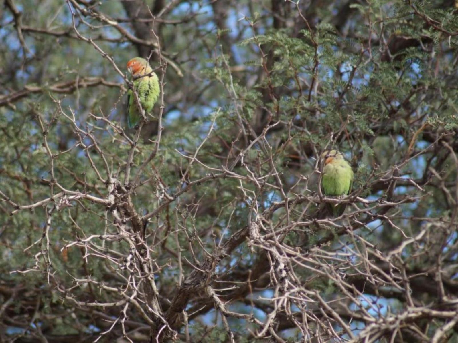 Camp Gecko - Private Nature Reserve; Tented Camp And Campsite Solitaire Eksteriør billede